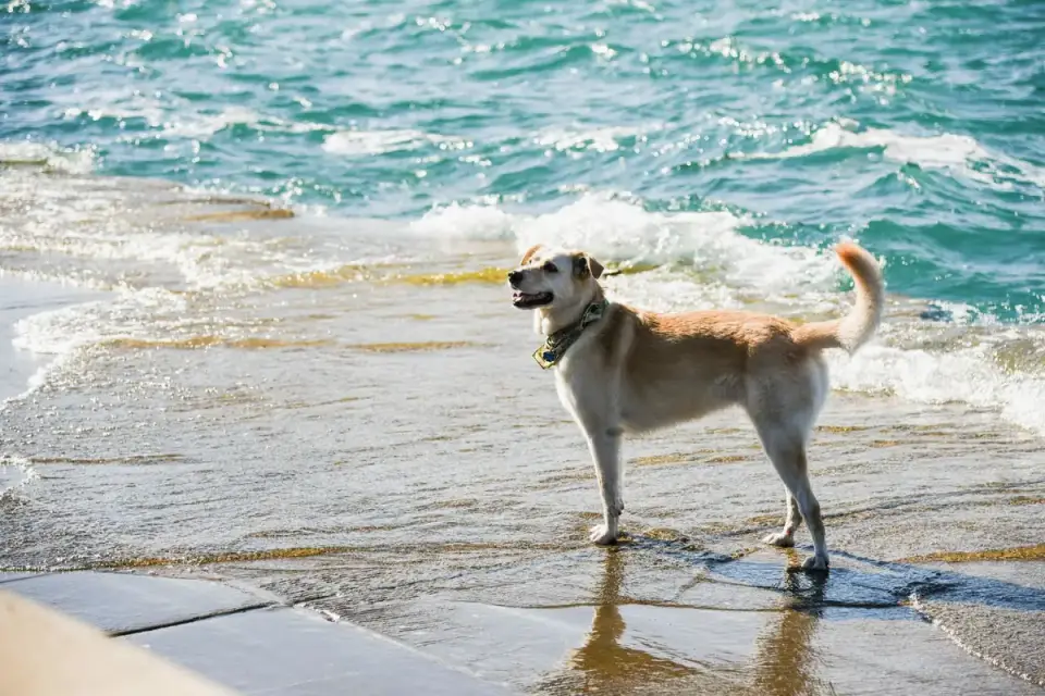 Dog drinking water