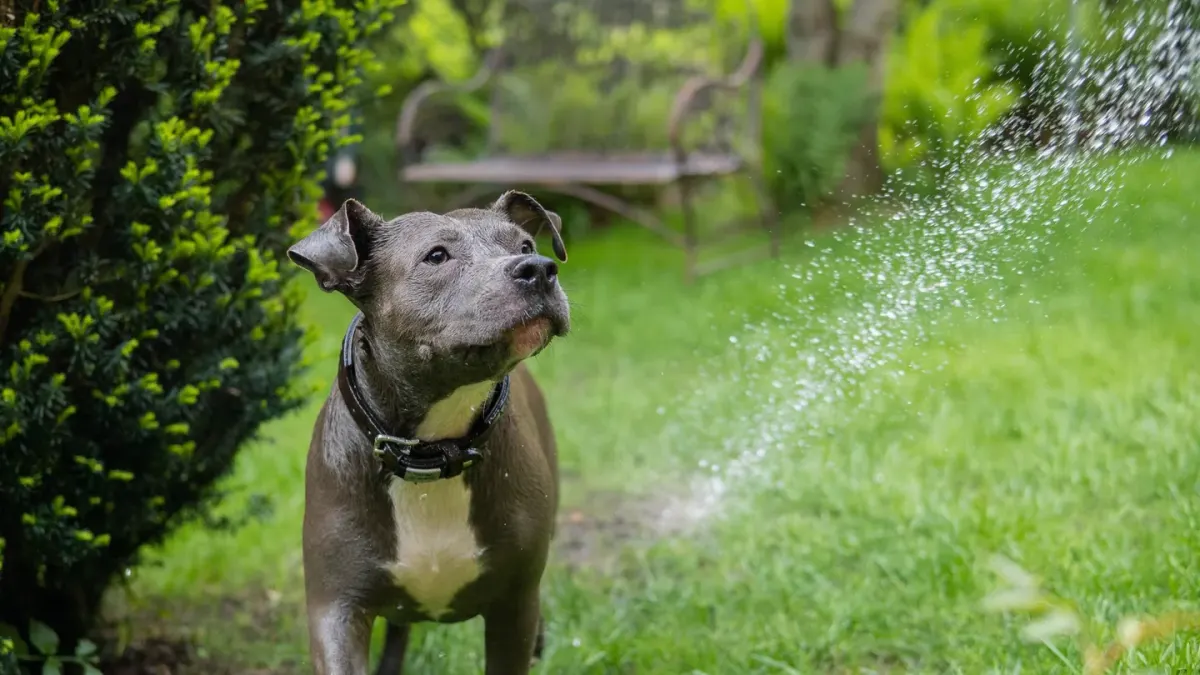 Dog drinking water