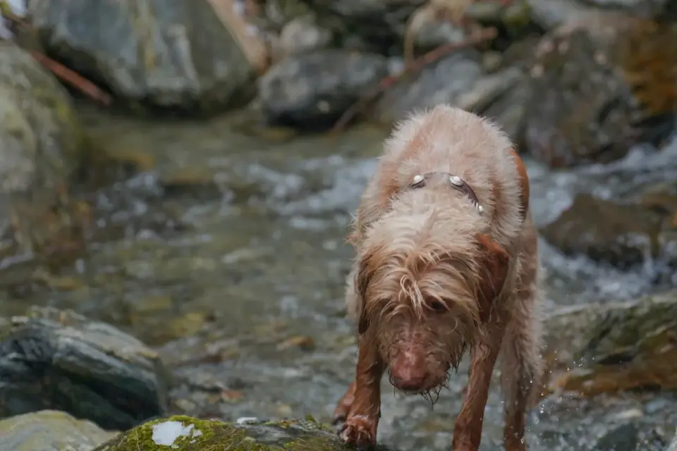 Dog drinking water