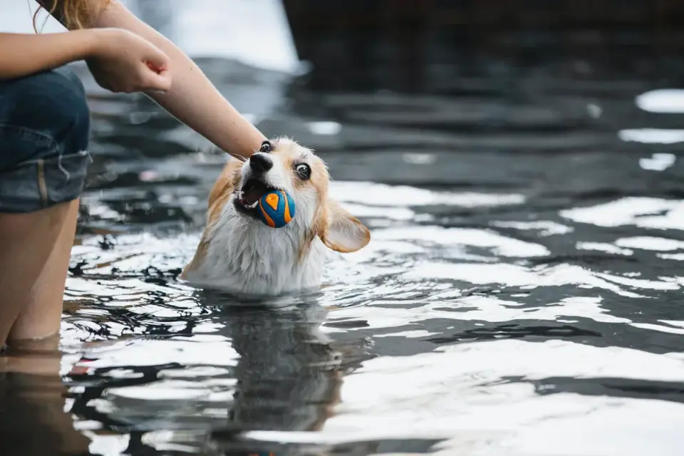 Dog drinking water