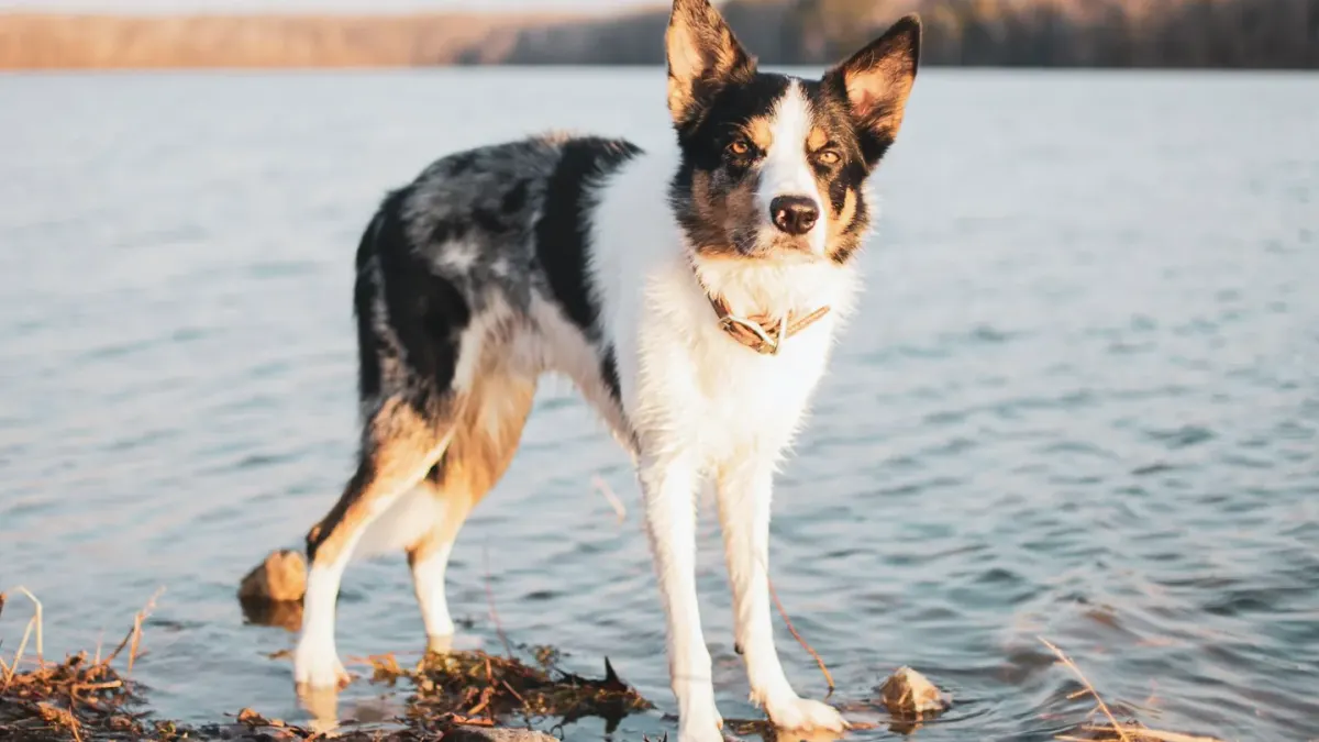 Dog drinking water