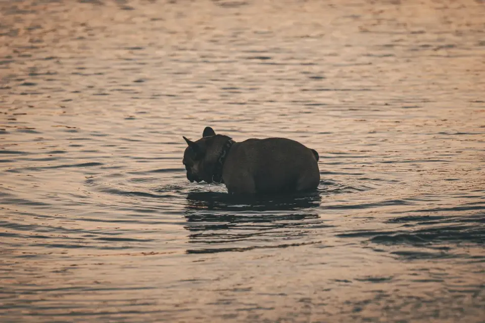 Dog drinking water
