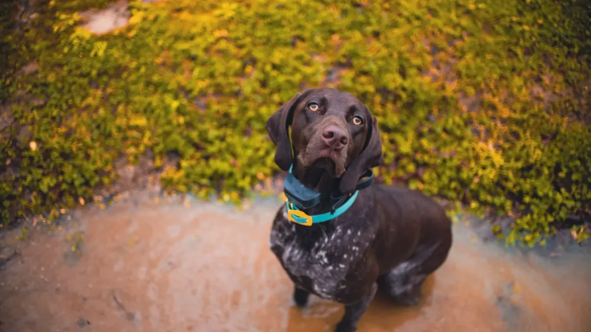 Dog drinking water