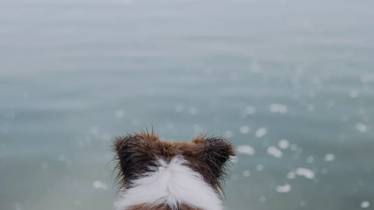 Dog drinking water