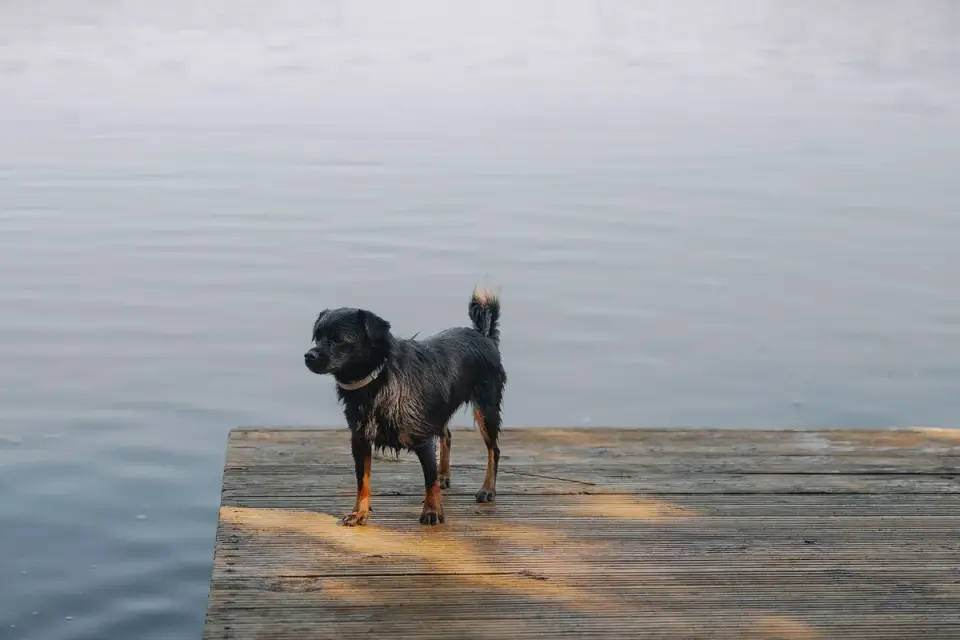 Dog drinking water