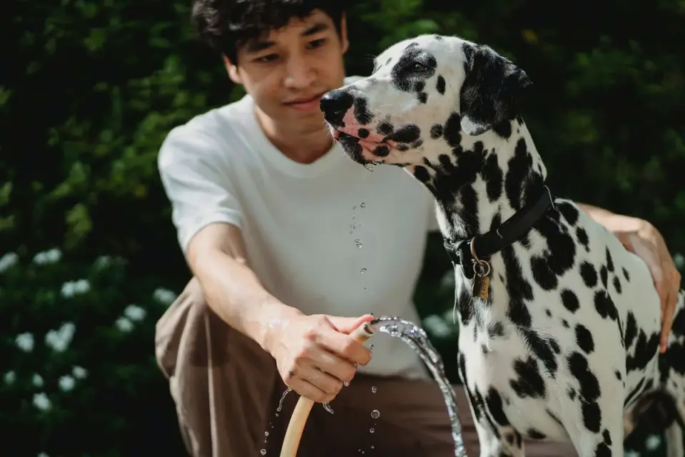 Dog drinking water
