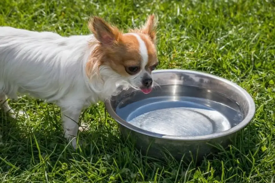 Dog drinking water