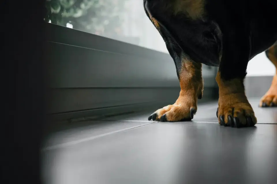 Dog eating from a bowl at home