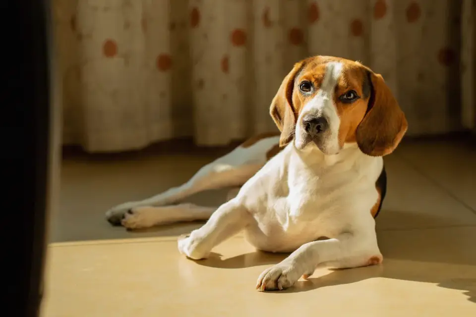 Dog eating from a bowl at home
