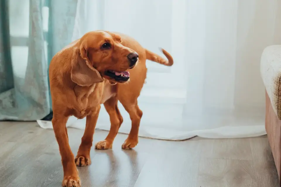 Dog eating from a bowl at home