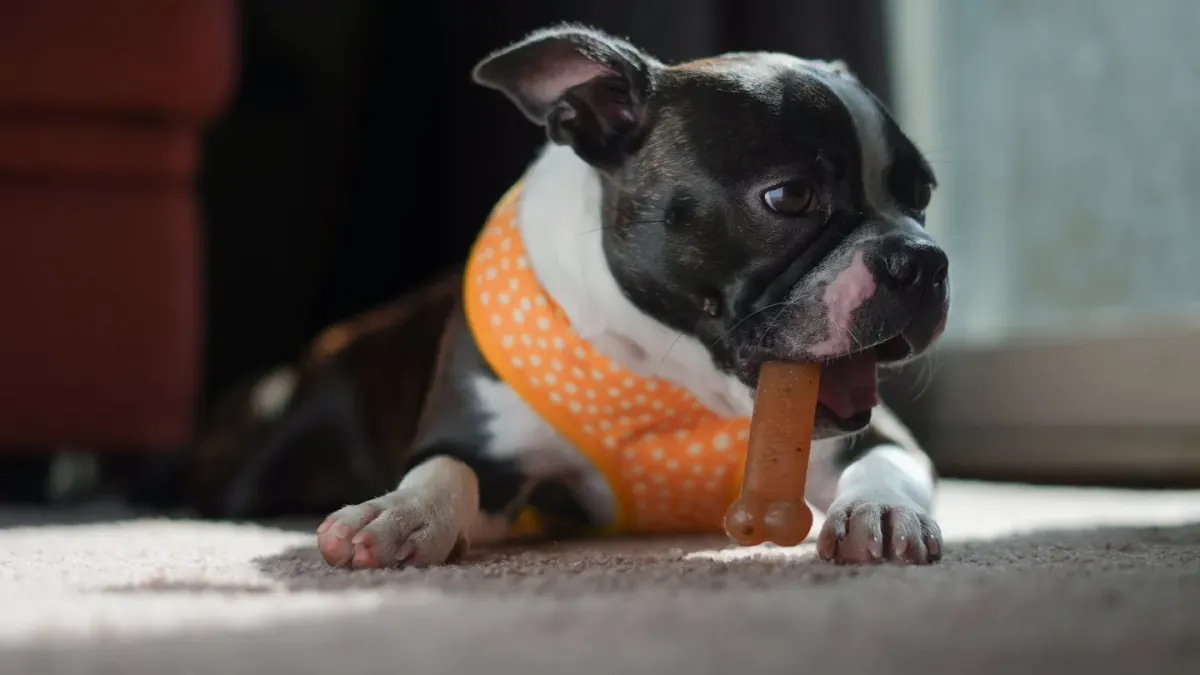 Dog eating from a bowl at home