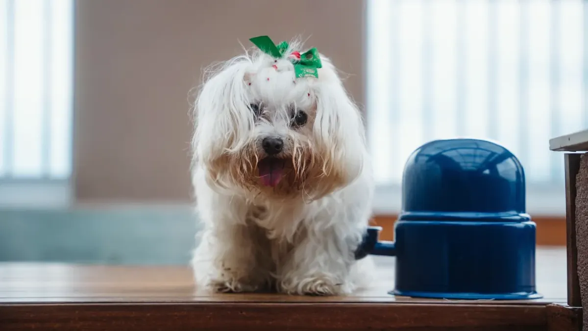 Dog eating from a bowl at home