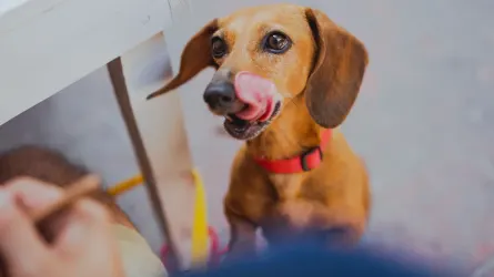 Dog eating from a bowl at home