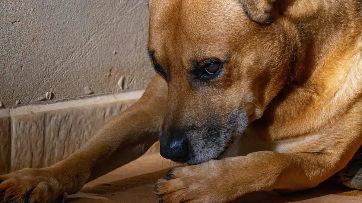 Dog eating from a bowl at home