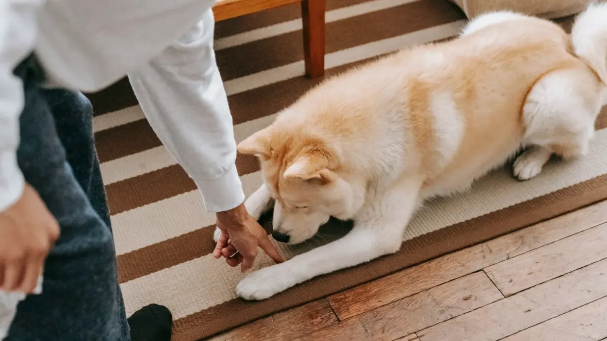 Dog eating from a bowl at home