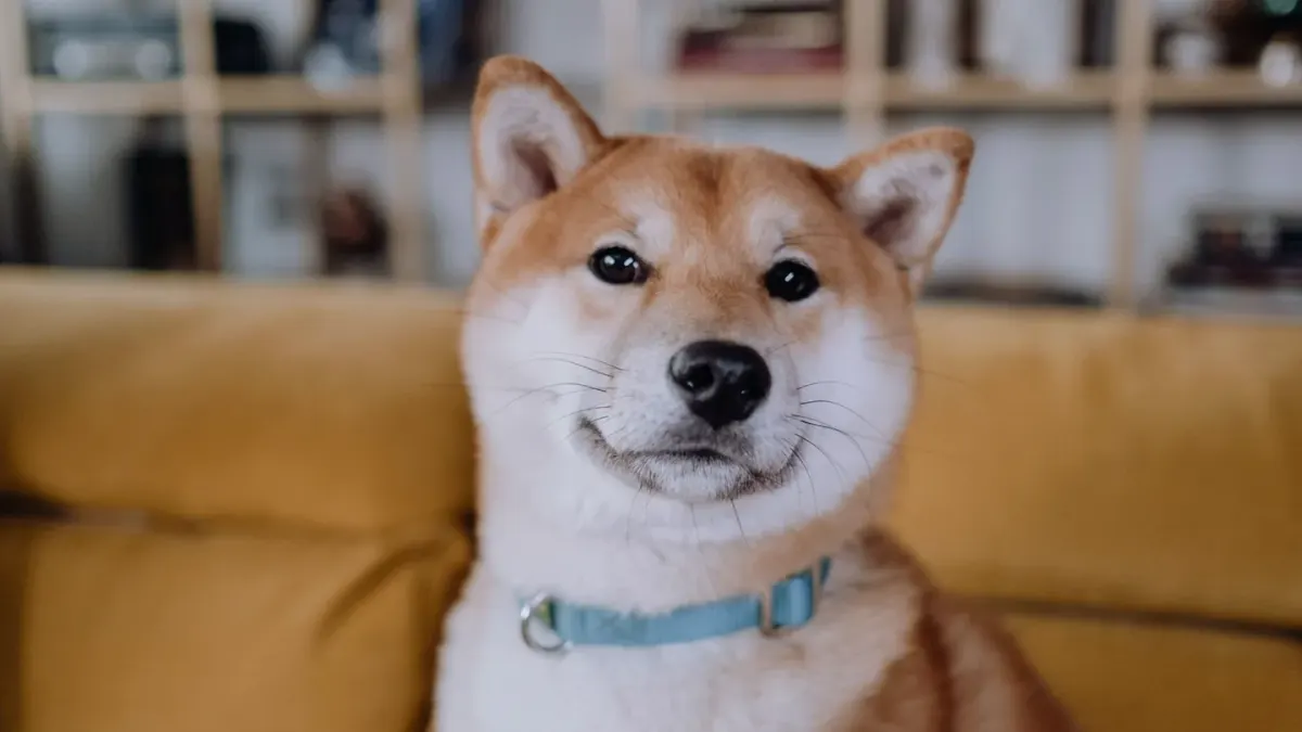 Dog eating from a bowl at home