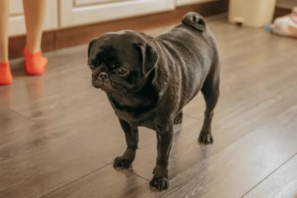 Dog eating from a bowl at home