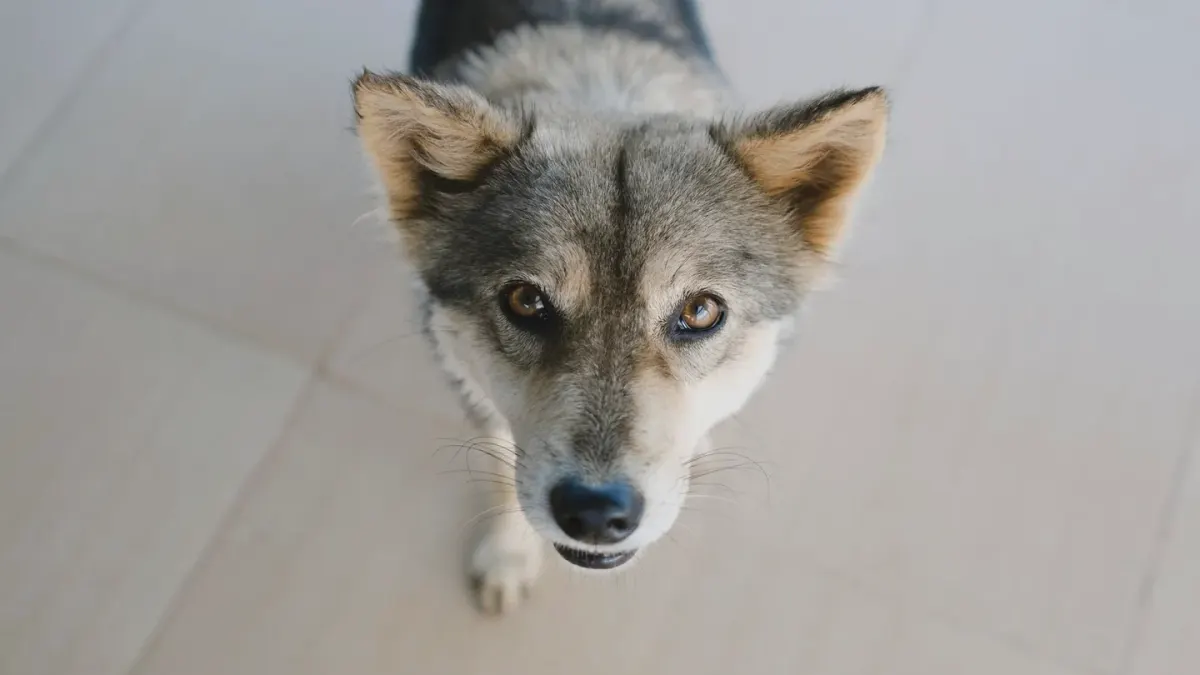 Dog eating from a bowl at home