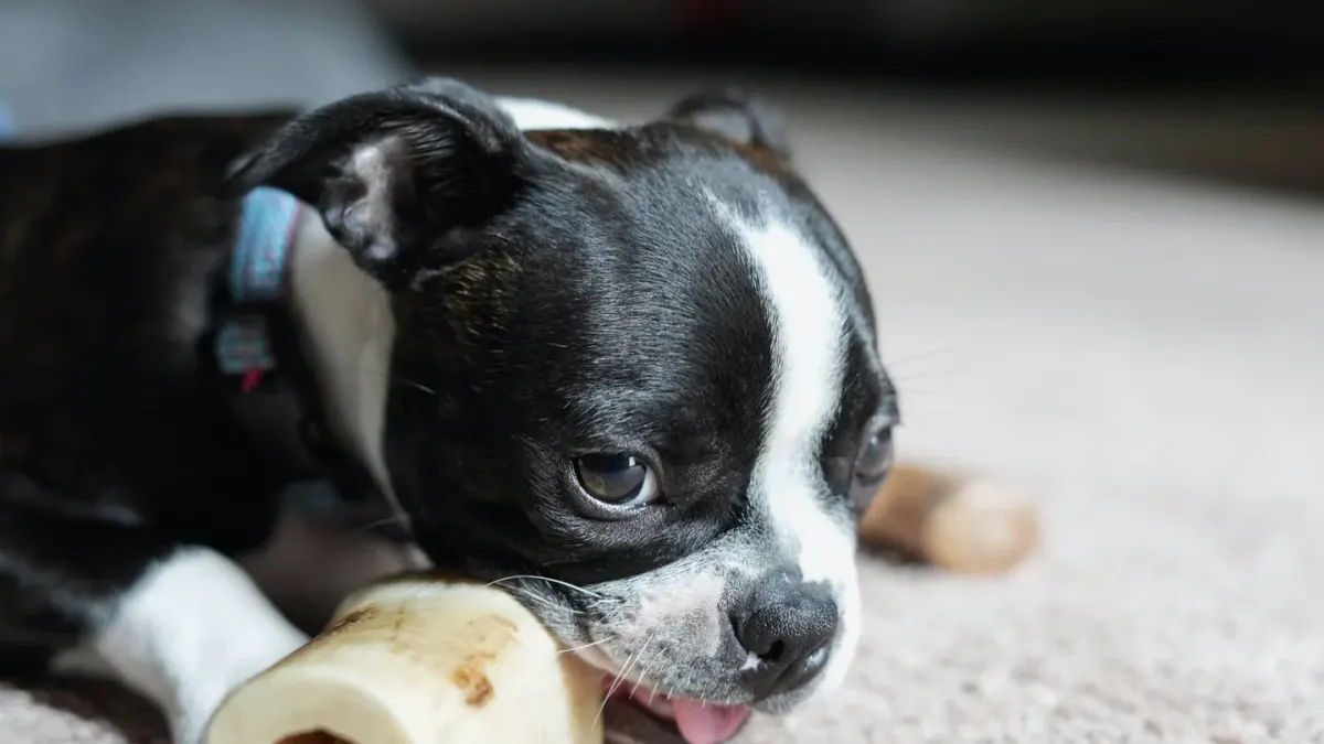Dog eating from a bowl at home