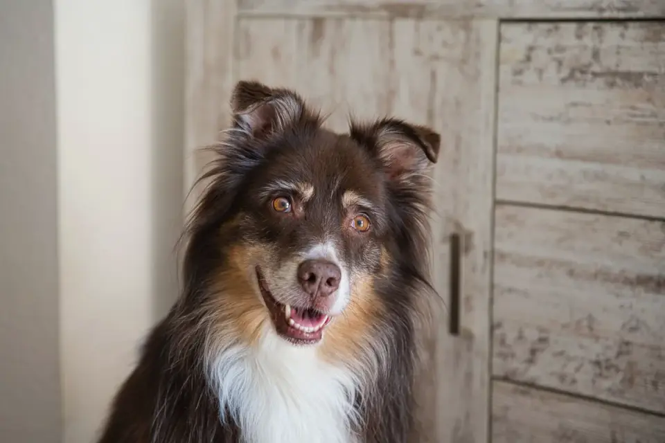 Dog eating from a bowl at home