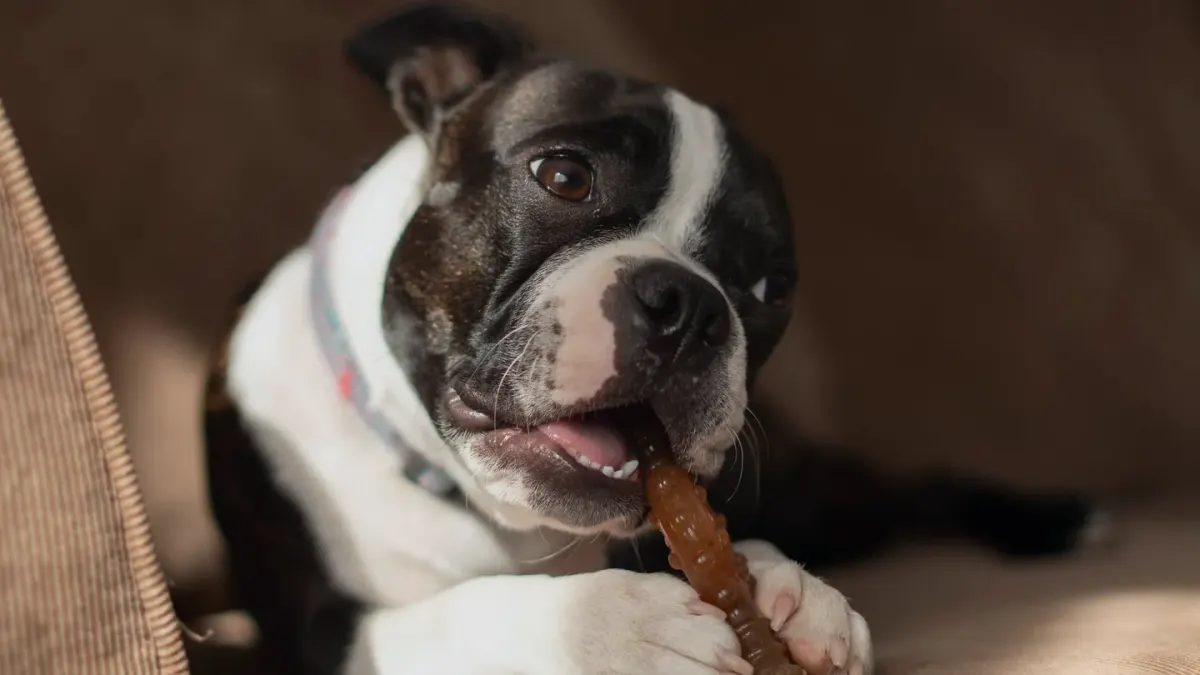 Dog eating from a bowl at home