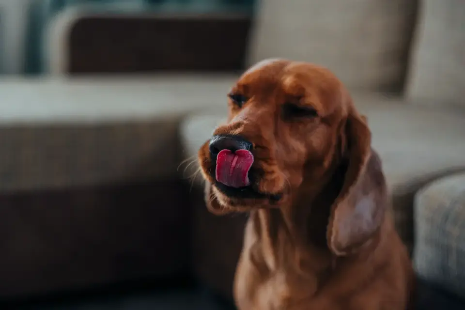 Dog eating from a bowl at home