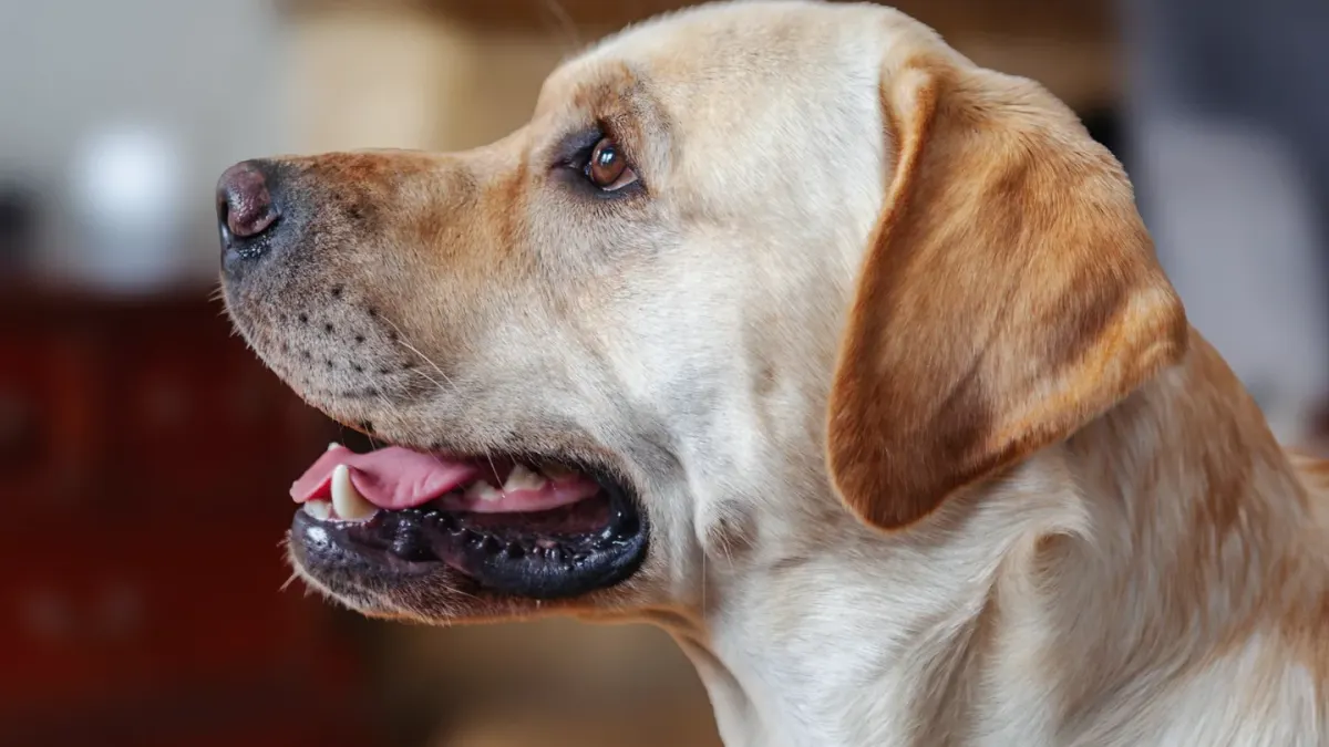 Dog eating from a bowl at home
