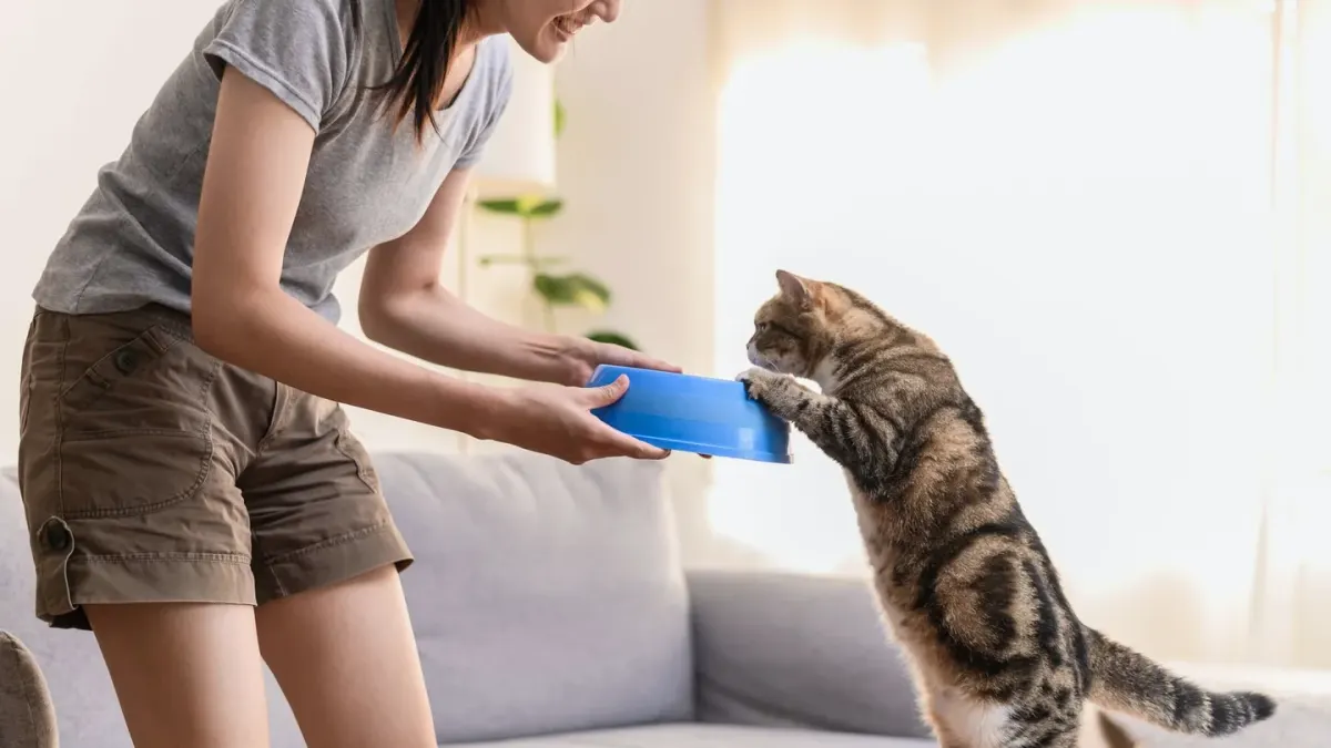 Dog eating from a bowl at home