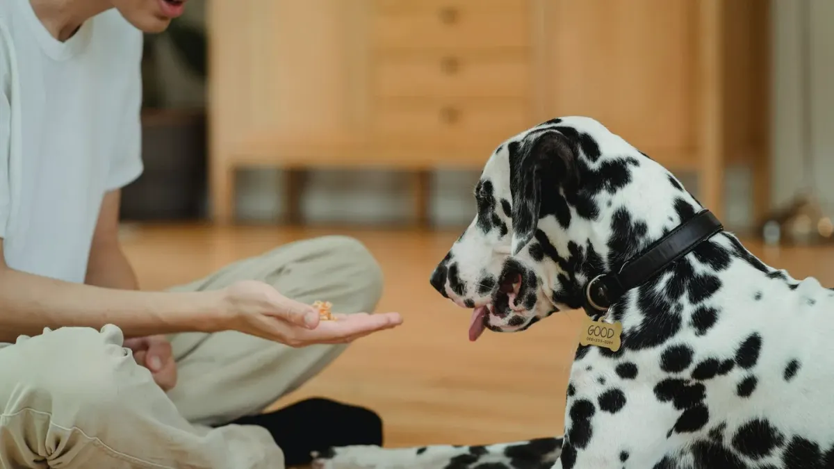 Dog eating from a bowl at home