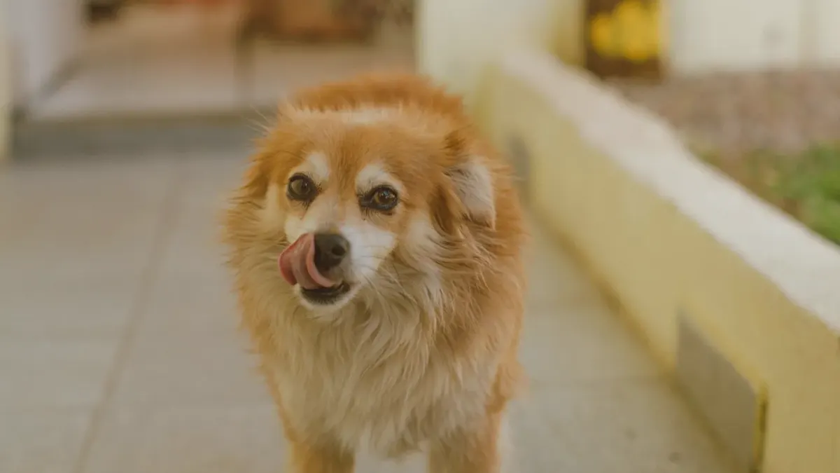 Dog eating from a bowl at home