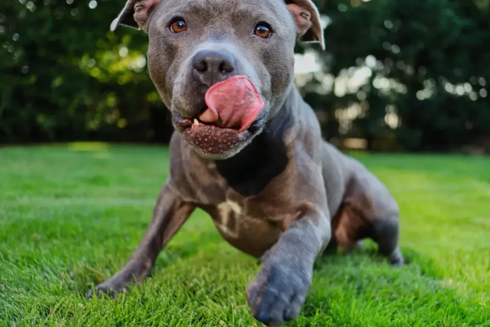 Dog eating outdoors
