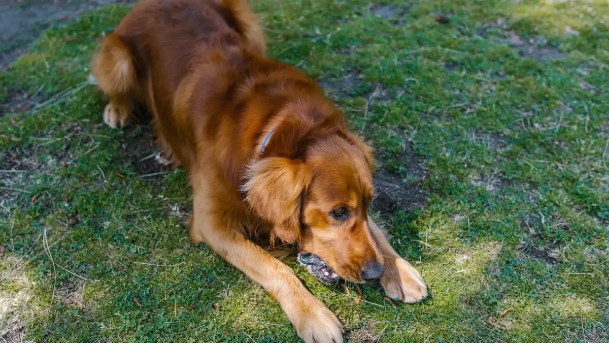 Dog eating outdoors