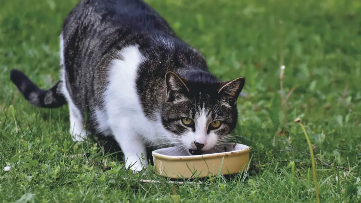 Dog eating outdoors