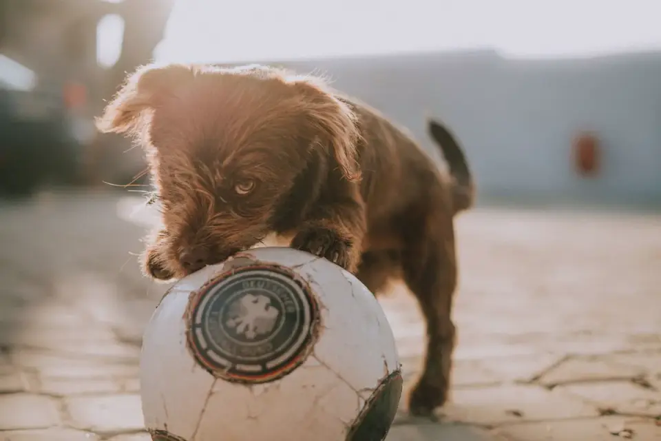 Dog eating outdoors