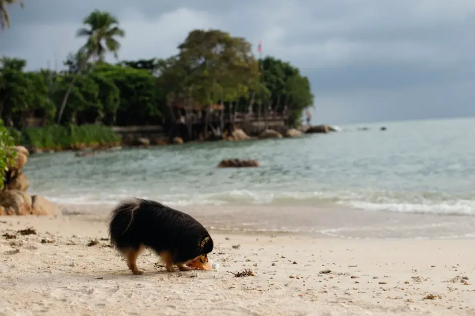 Dog eating outdoors