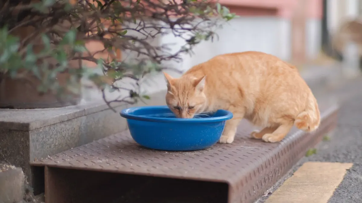 Dog eating outdoors