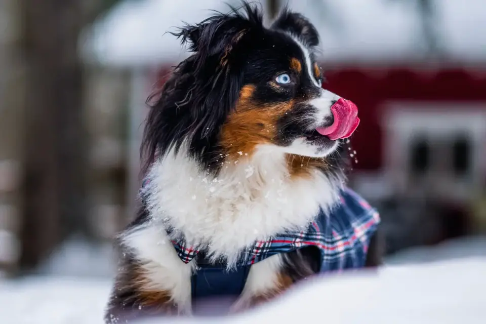 Dog eating outdoors