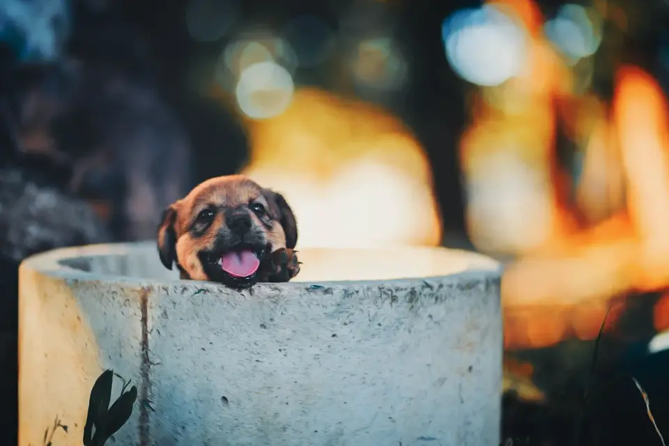 Dog eating outdoors