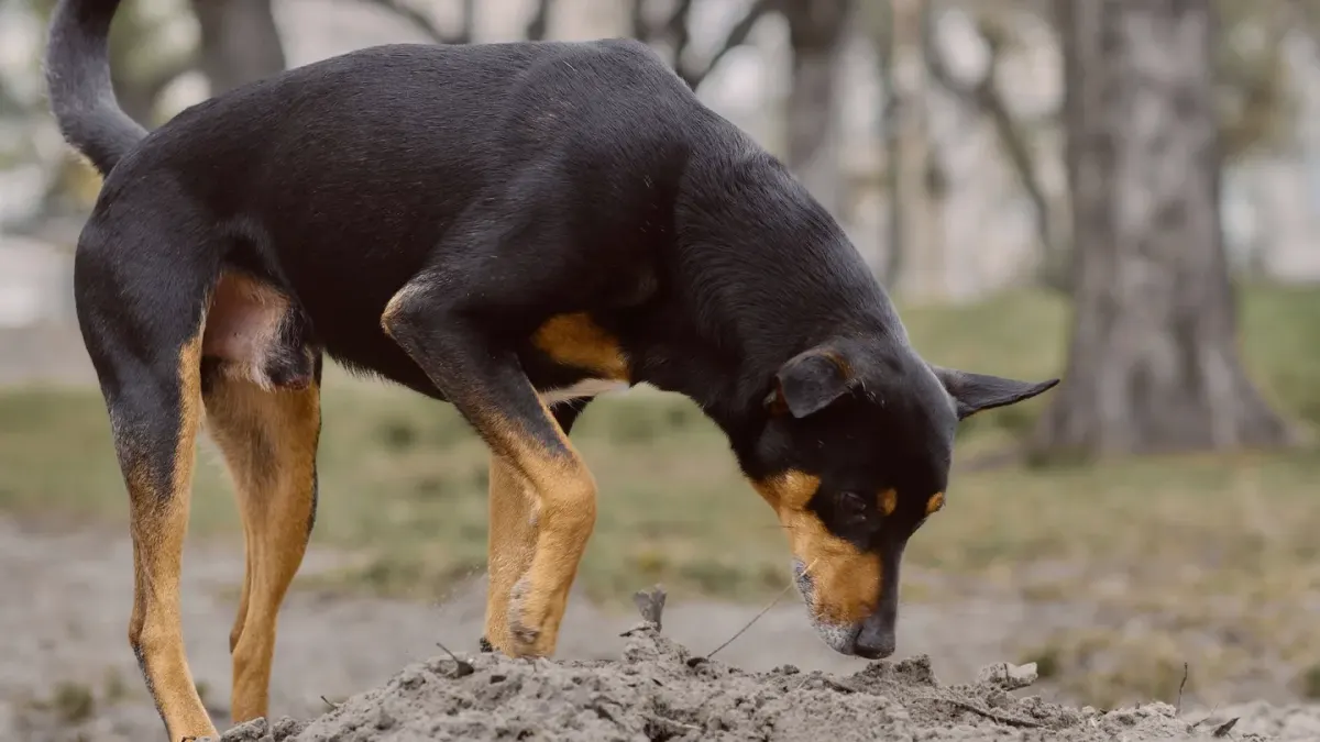 Dog eating outdoors