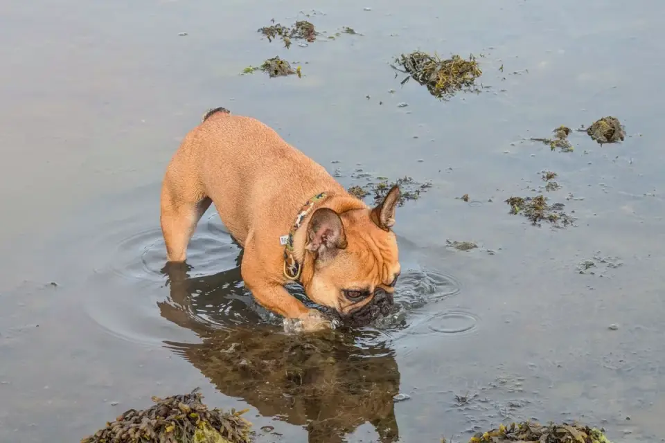 Dog eating outdoors