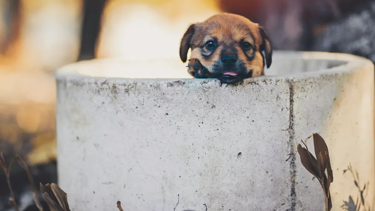 Dog eating outdoors