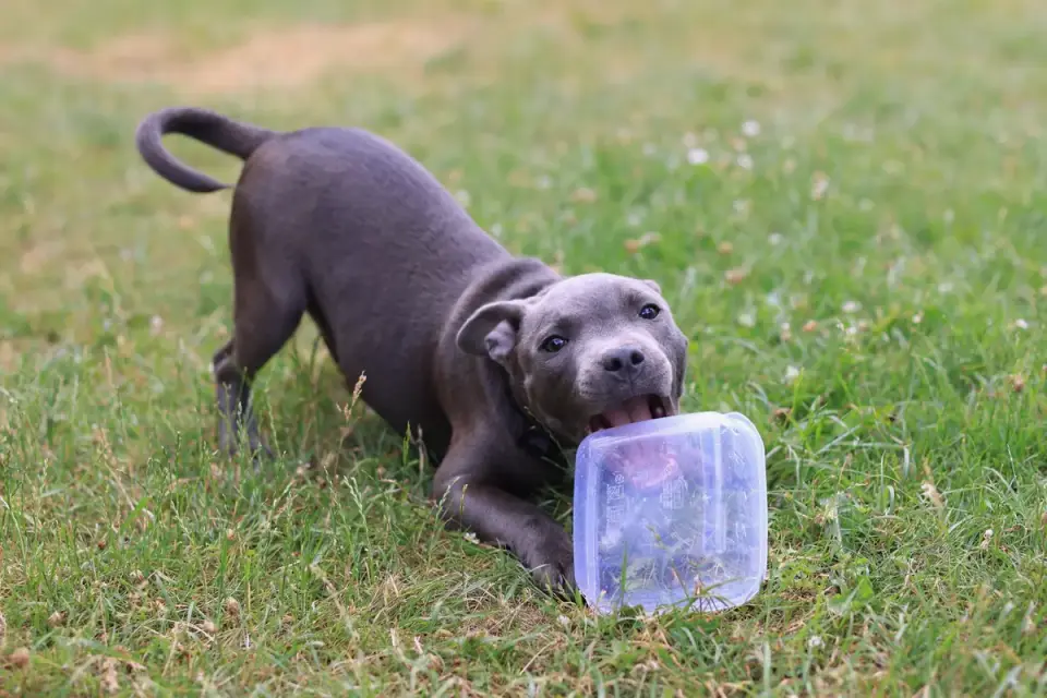 Dog eating outdoors