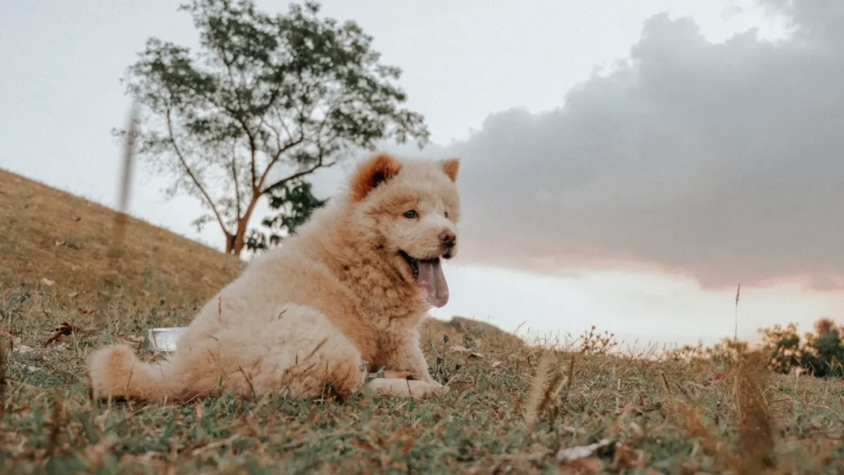 Dog eating outdoors