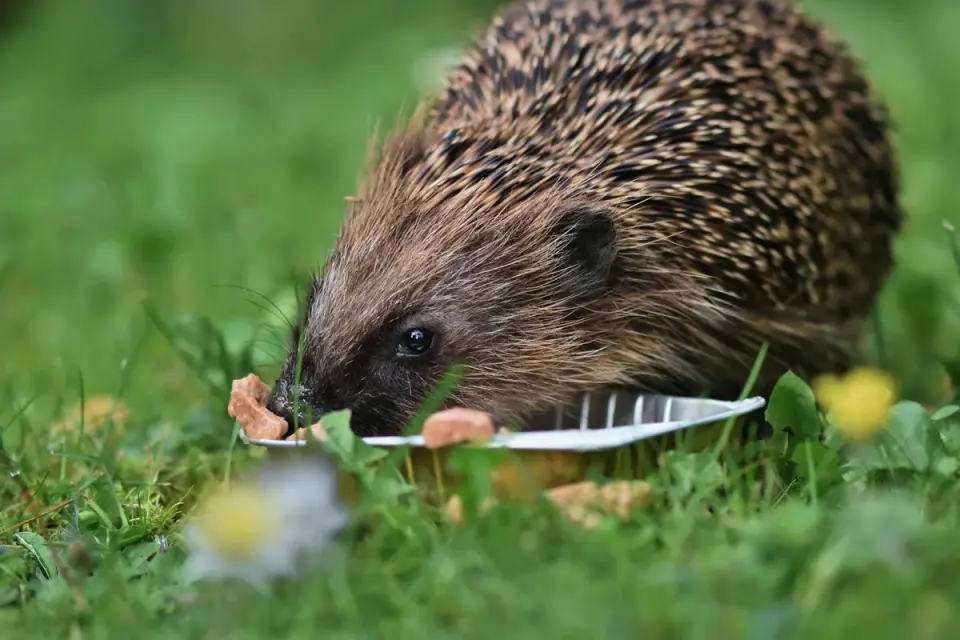 Dog eating outdoors