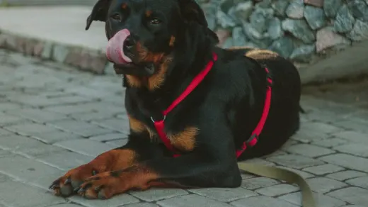 Dog eating outdoors