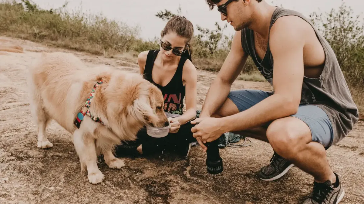 Dog eating outdoors