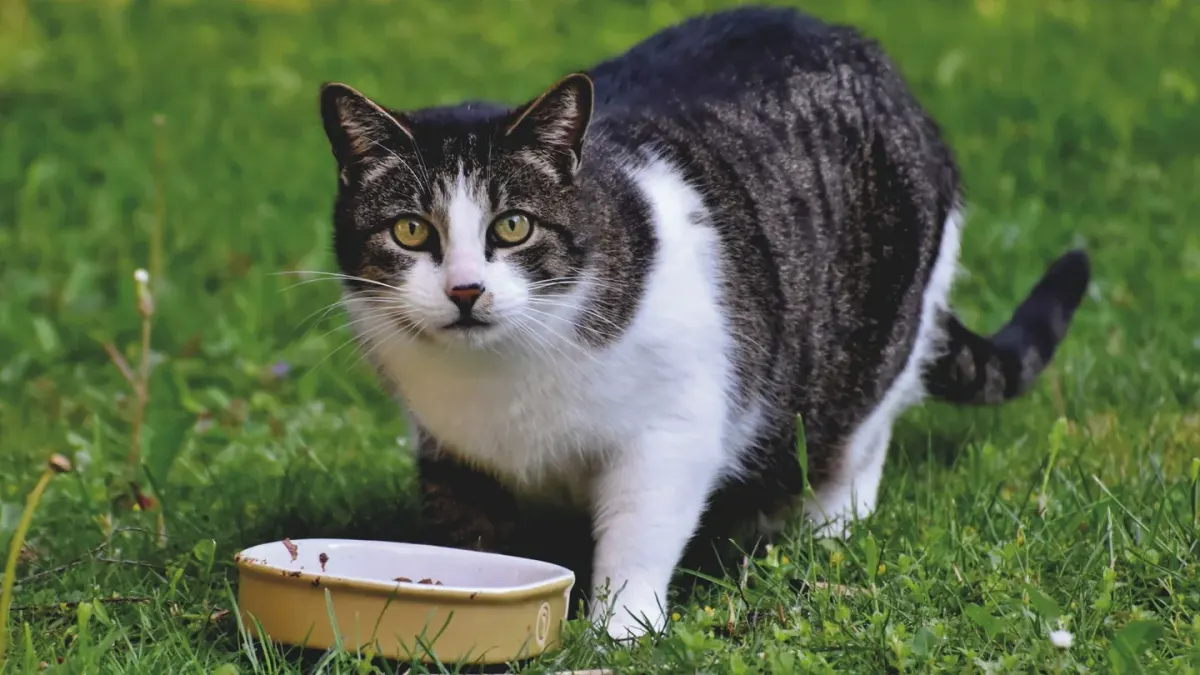 Dog eating outdoors