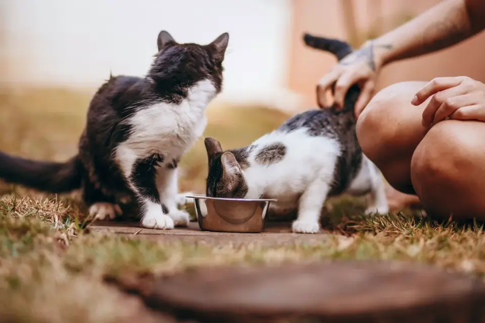Dog eating outdoors