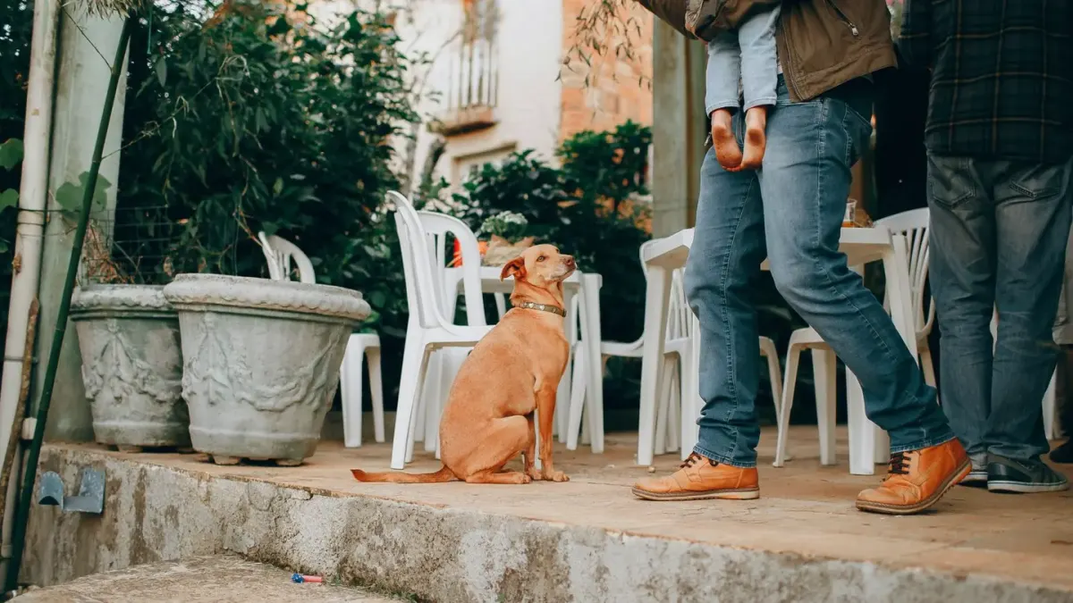 Dog eating outdoors