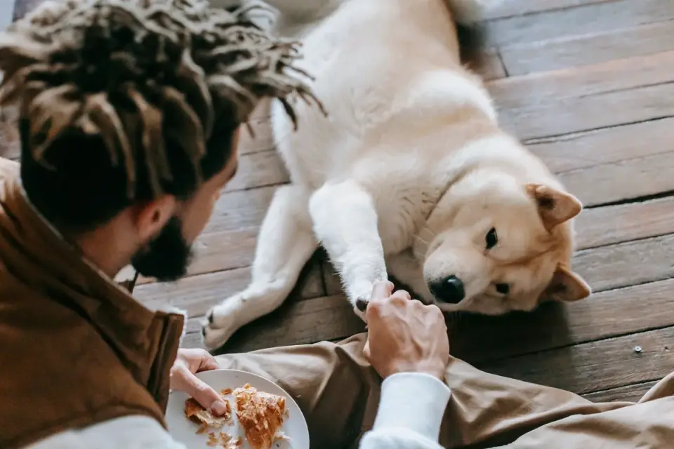 Dog in a kitchen with an owner